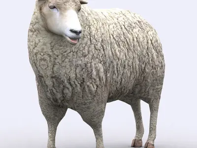 3DRT - Sheep Low-poly 3D model
