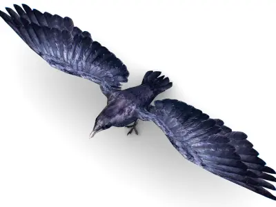 Low Poly Black Raven Wild Bird Crow Low-poly 3D model purchase