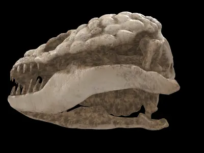 gila monster skull 3D model