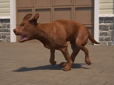 Running Brown Retriever Dog Animated Rigged for Maya 3D model