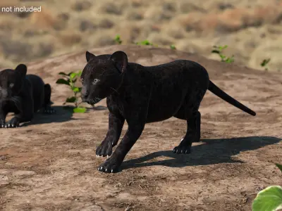 Panther Cub Wary Pose 3D model