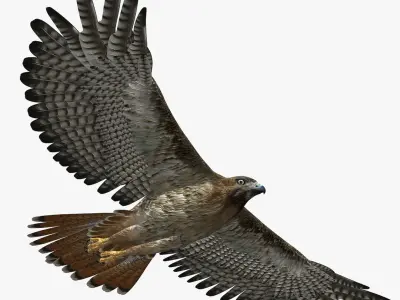  Hawk (ANIMATED) 