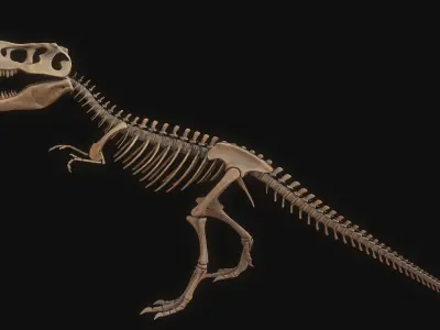 T-rex Skeleton 3D model purchase