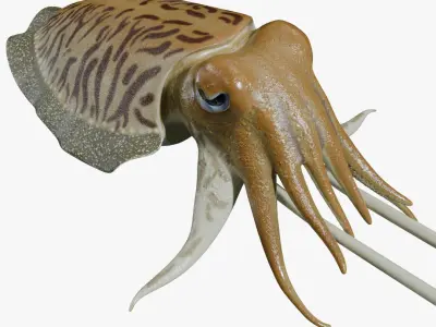 Cuttlefish rigged 3D model
