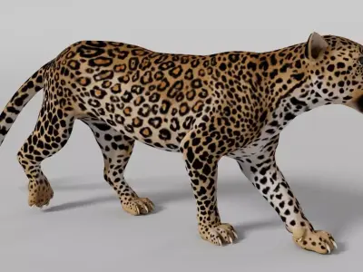 Leopard Run Cycle - Animation 3D model 3D model