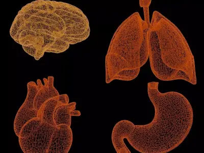 Human Internal Organs 3D model purchase