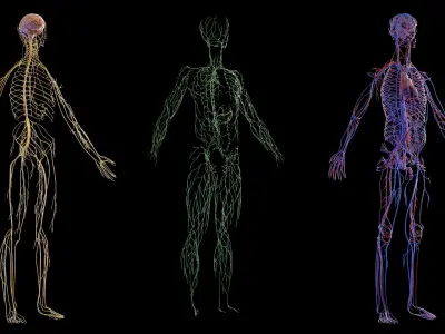 Human Complete Anatomy Elder Male 3D model