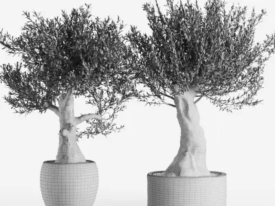 Old Olive Trees In Stone Pots 3D model