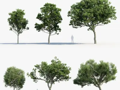 Quercus ilex Holm oak 3D model