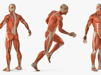Anatomy Male Muscular System Rigged for Cinema 4D 3D model