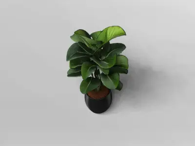 Realistic Potted Bird of Paradise Plant 3D Model 3D model