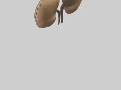 Cheetah Kidneys Low-poly 3D model