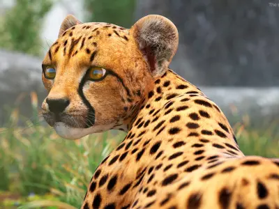 Cheetah Cub Lying Pose 3D model