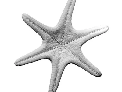Horned Sea Star Star Fish 3D Model  3D model