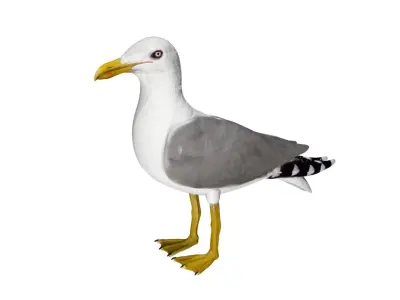 Seagull Low-poly 3D model