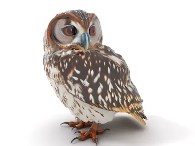 Spotted Owl Texture model pack Texture
