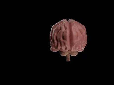 3D Model Of Brain - blender 3D  3D model