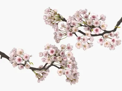 Sakura Cherry Blossom Branch Pink 3D model