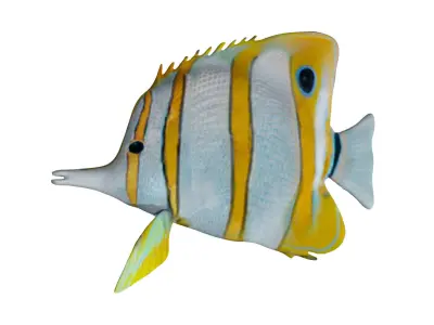 Butterfly fish Low-poly 3D model buy