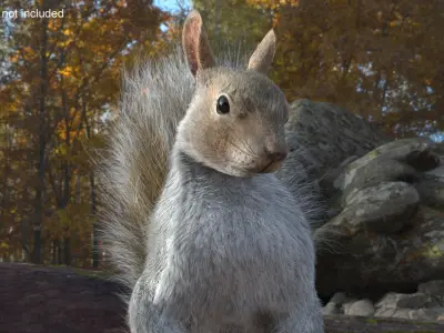 Squirrel Standing Gray Fur for Maya 3D model