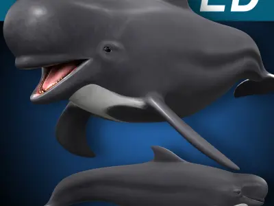 Pilot Whale 3D model buy