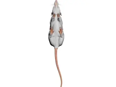  laboratory rat low poly 3D model
