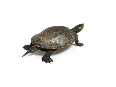 Aquatic Turtle Rigged 3D model