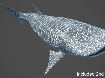  Whale Shark Rigged 
