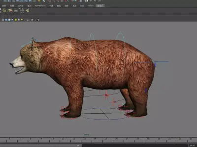 mammal wildlife zoo animal nature danger bear male short  3D model