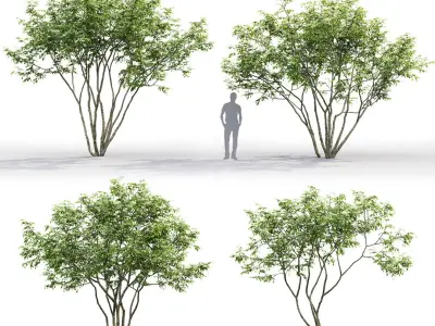Amelanchier #1 3D model