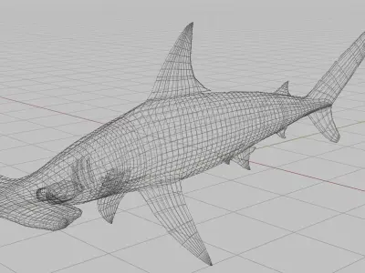 Hammerhead Shark 3D model order