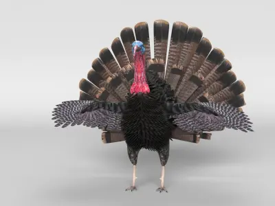  Turkey Animated 
