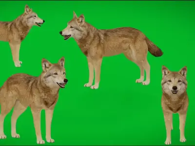 Eurasian Grey Wolf Free 3D model