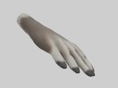 Raccoon Paws Model Low-poly 3D model