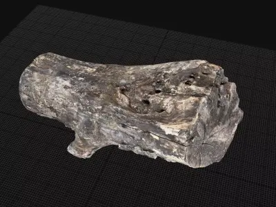 Withered piece of tree wood 3d scan highpoly 3D model