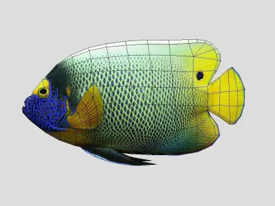 Blueface Angelfish Realistic Animated Low-poly 3D model