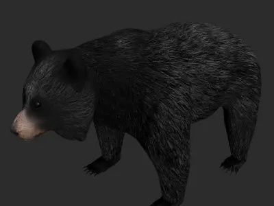 Black Bear Low-poly 3D model