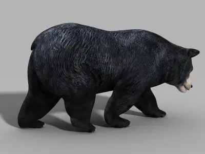Black Bear PRO 3D model purchase