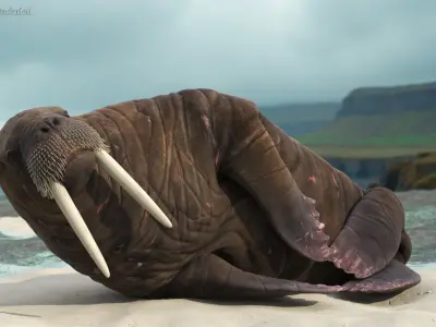  Lying Old Walrus 