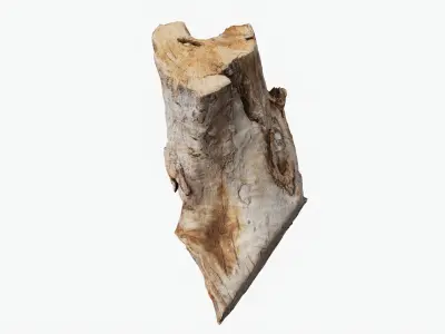 Scanned Trimmed Tree Wood 12 3D model
