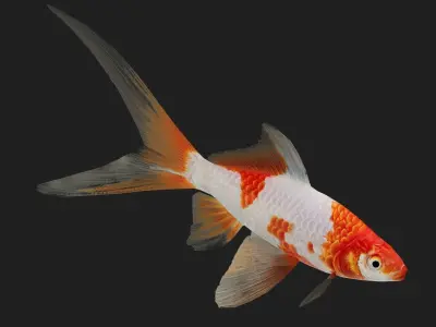 Carp fish Low-poly 3D model