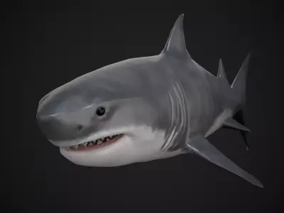 Shark Low-poly 3D model 45