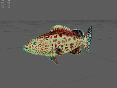 Grouper Low-poly 3D model order