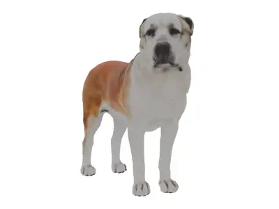 Alabai Dog Low-poly 3D model