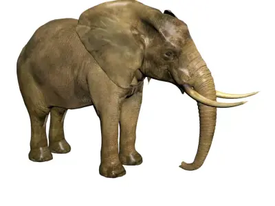 Elephant with tusks 3D model purchase