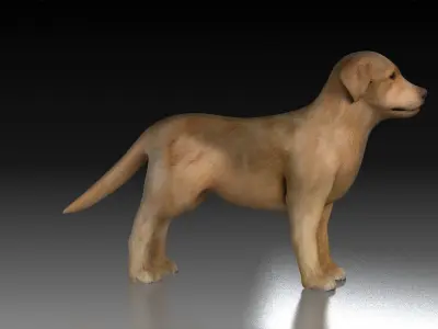 Golden Retriever tracking dog pet hunting dog house dog 3D model