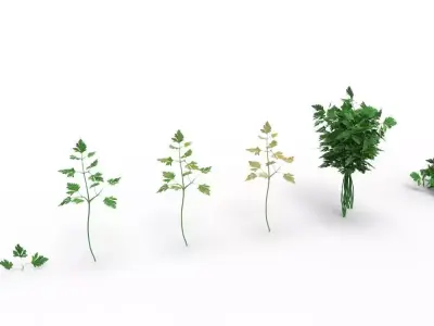 parsley 3D model get