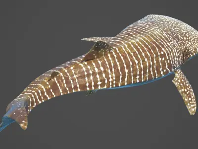  Whale Shark Rigged 