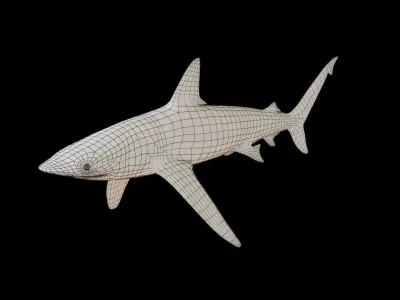Shark Low-poly 3D model shop