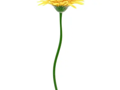  Gerbera 1 